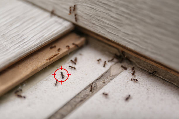 Best Affordable Pest Control Services  in Park City, TN