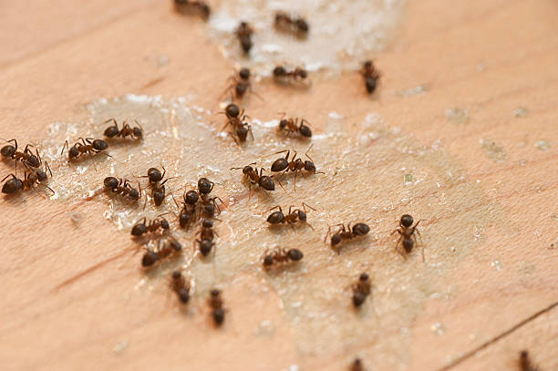 Best Mosquito Control Services  in Park City, TN